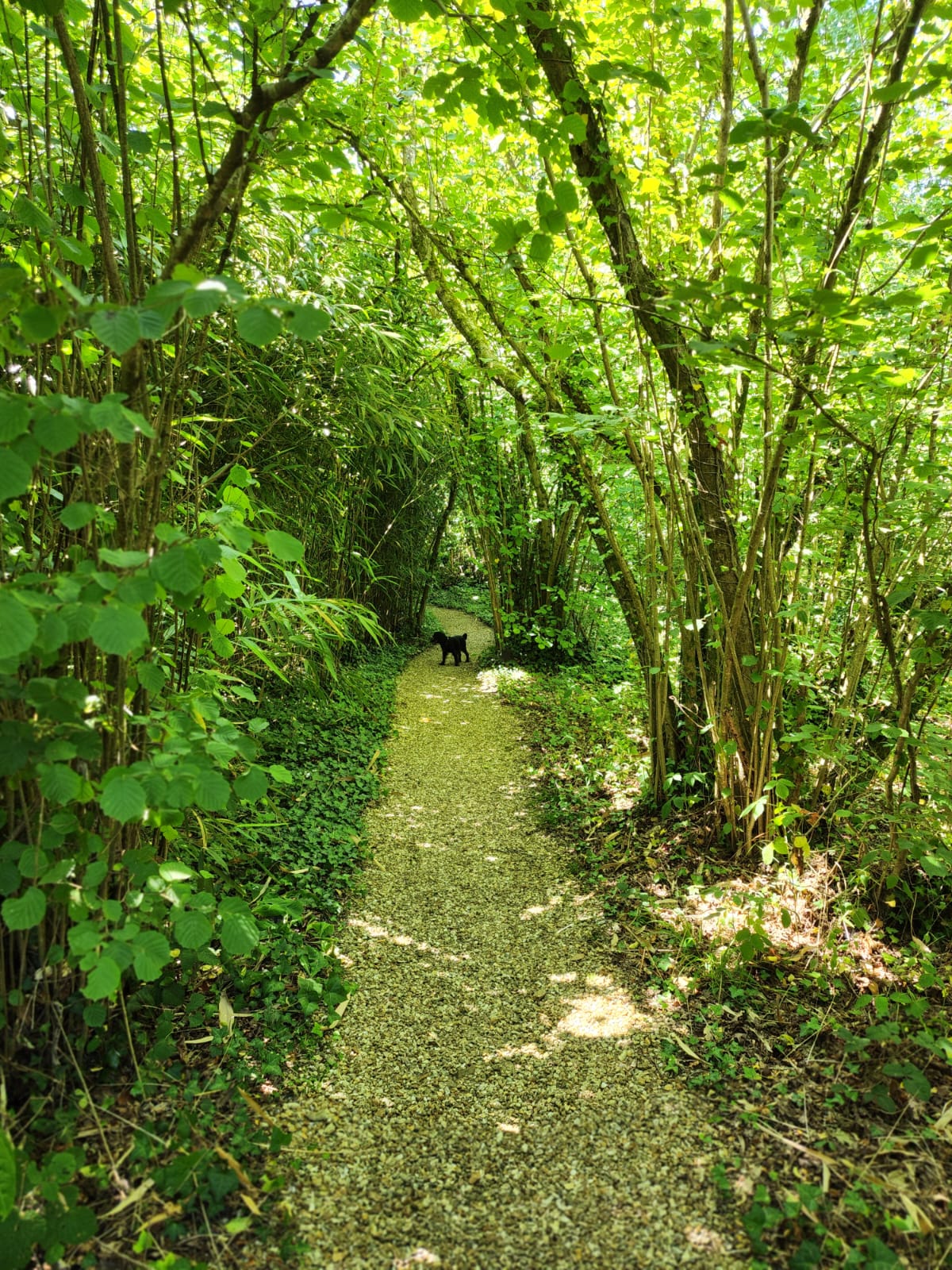 A dog on the gravel footpath through the woodland