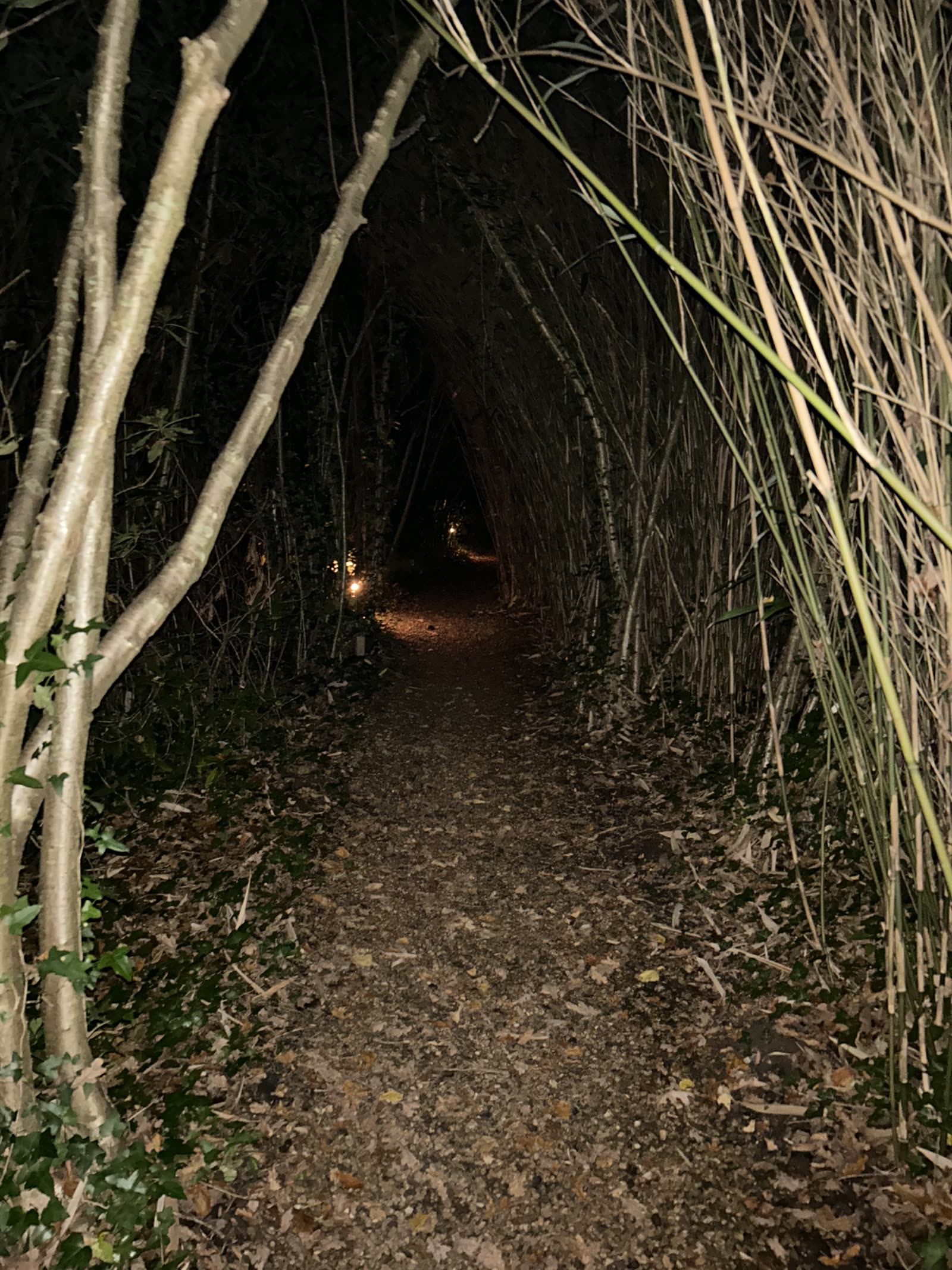 Into the Woods — photo 5