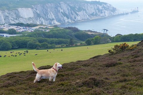 Headon Warren, Totland