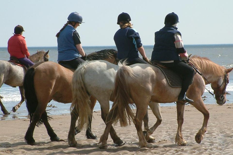 Animals & riding