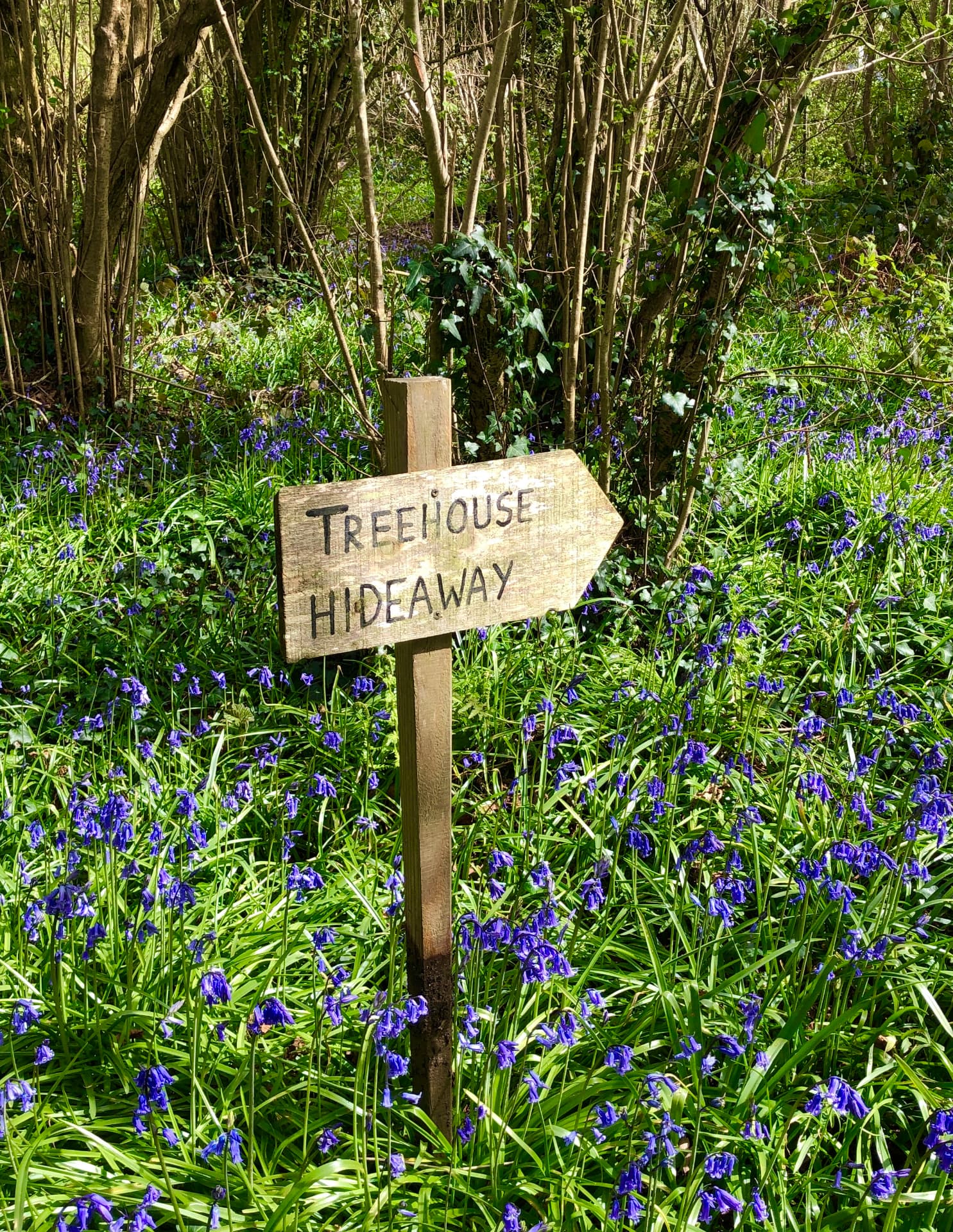 Spring at Into the Woods — photo 5