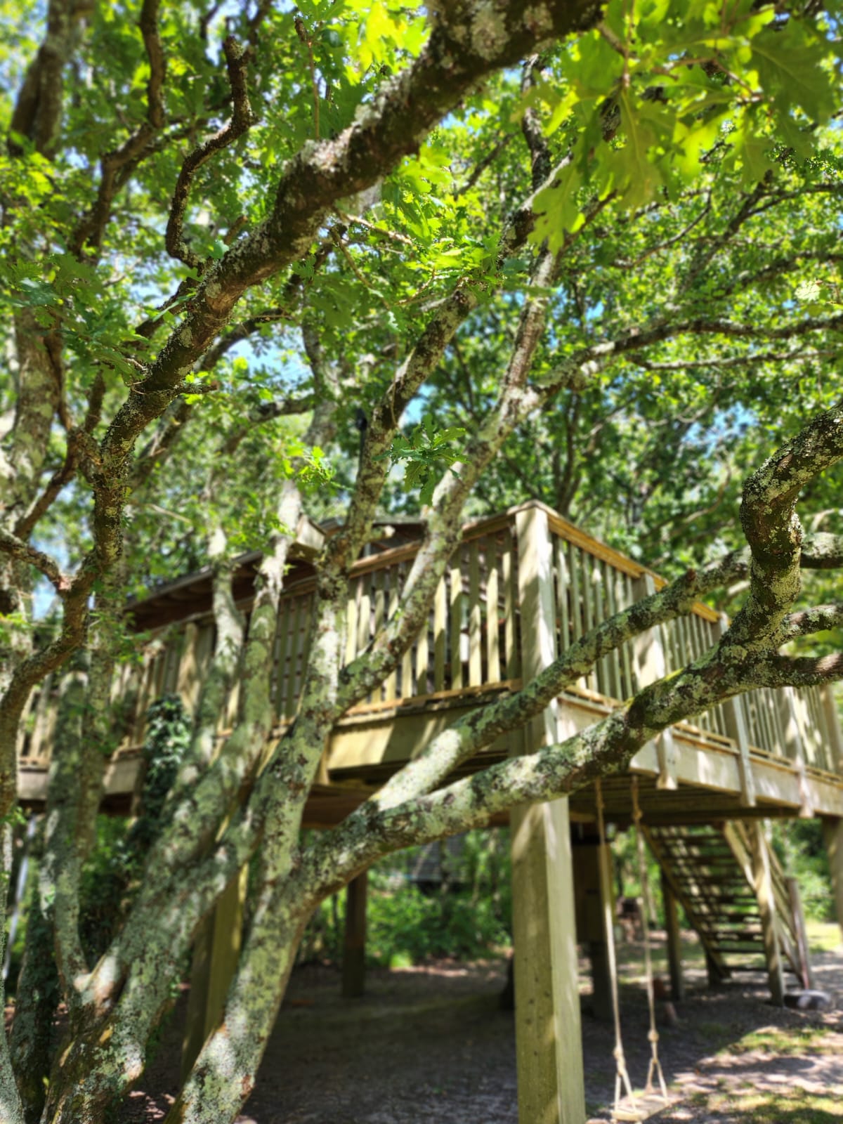 Summer at Into the Woods — photo 3