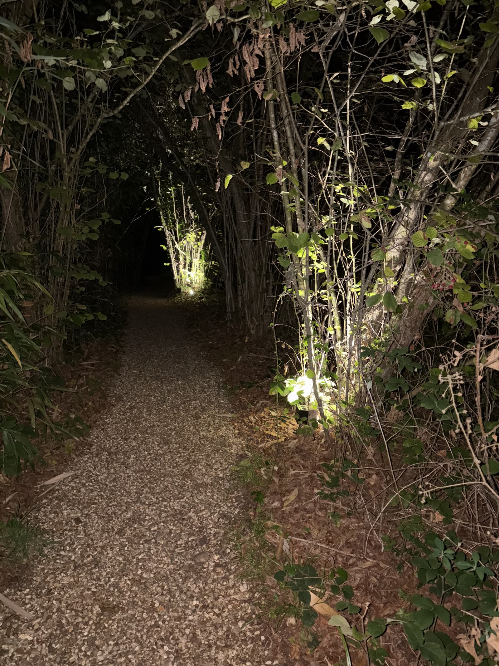 Into the Woods — photo 16