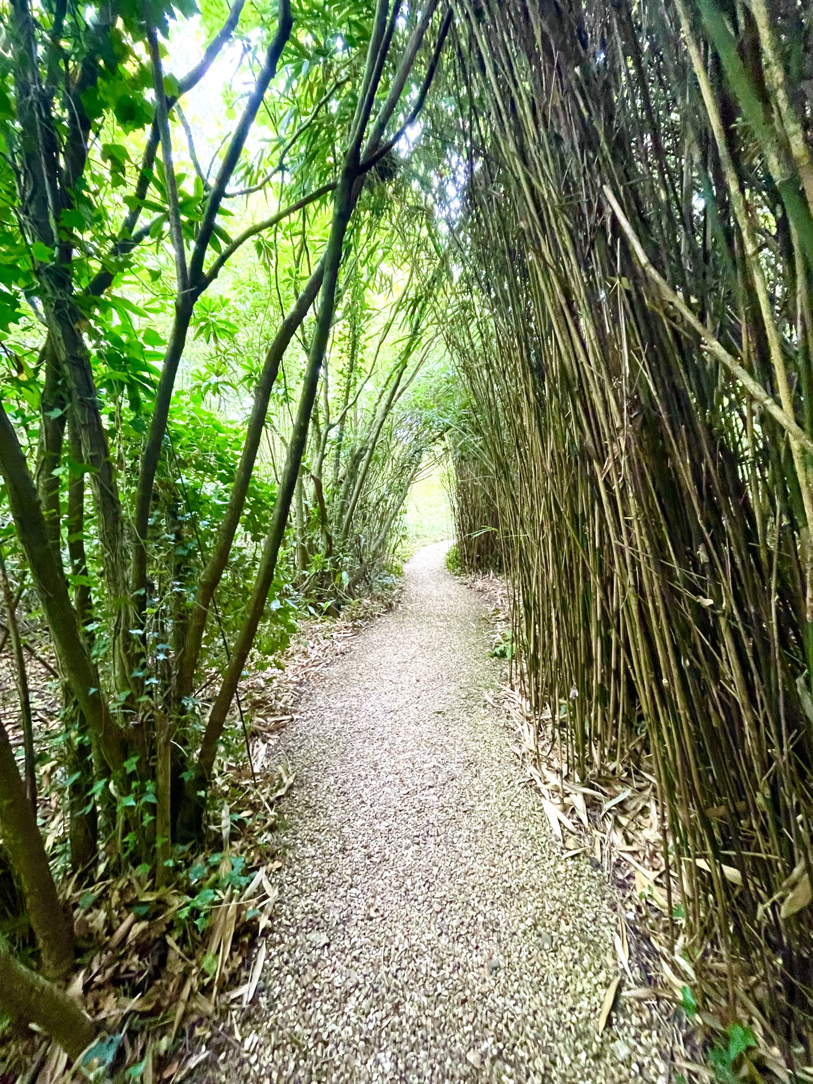 Into the Woods — photo 10