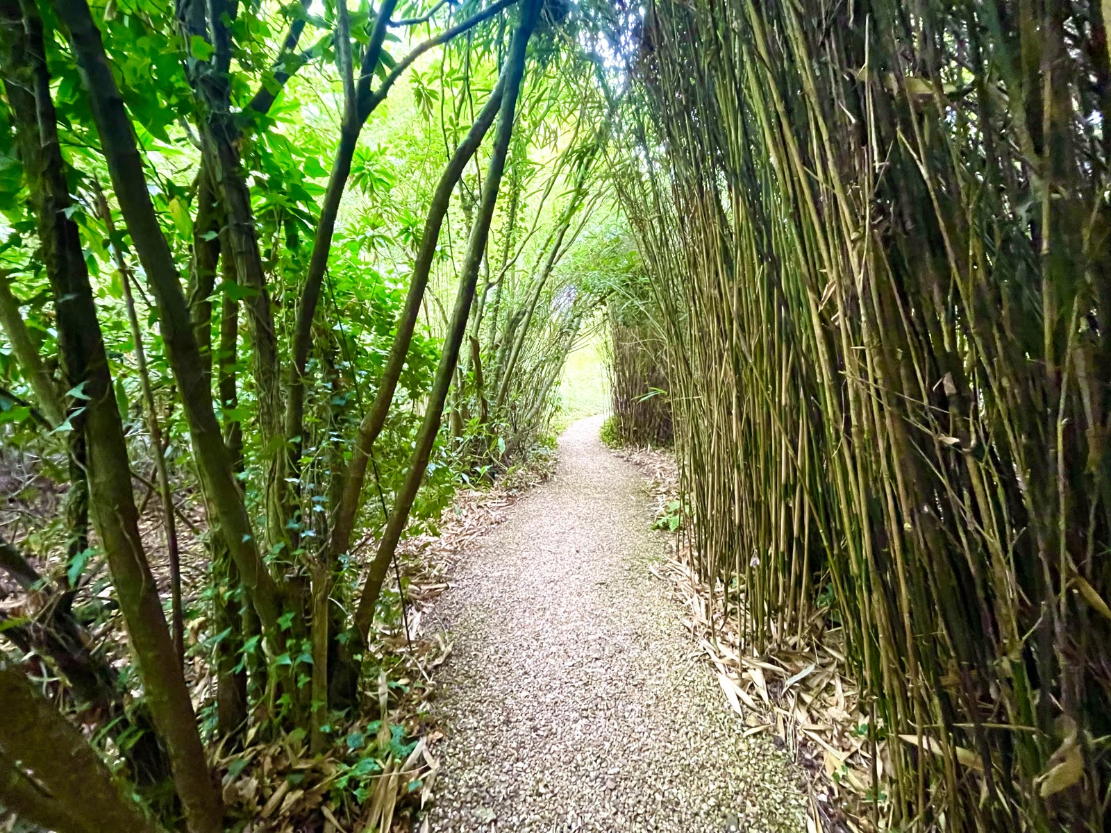 Into the Woods — photo 11