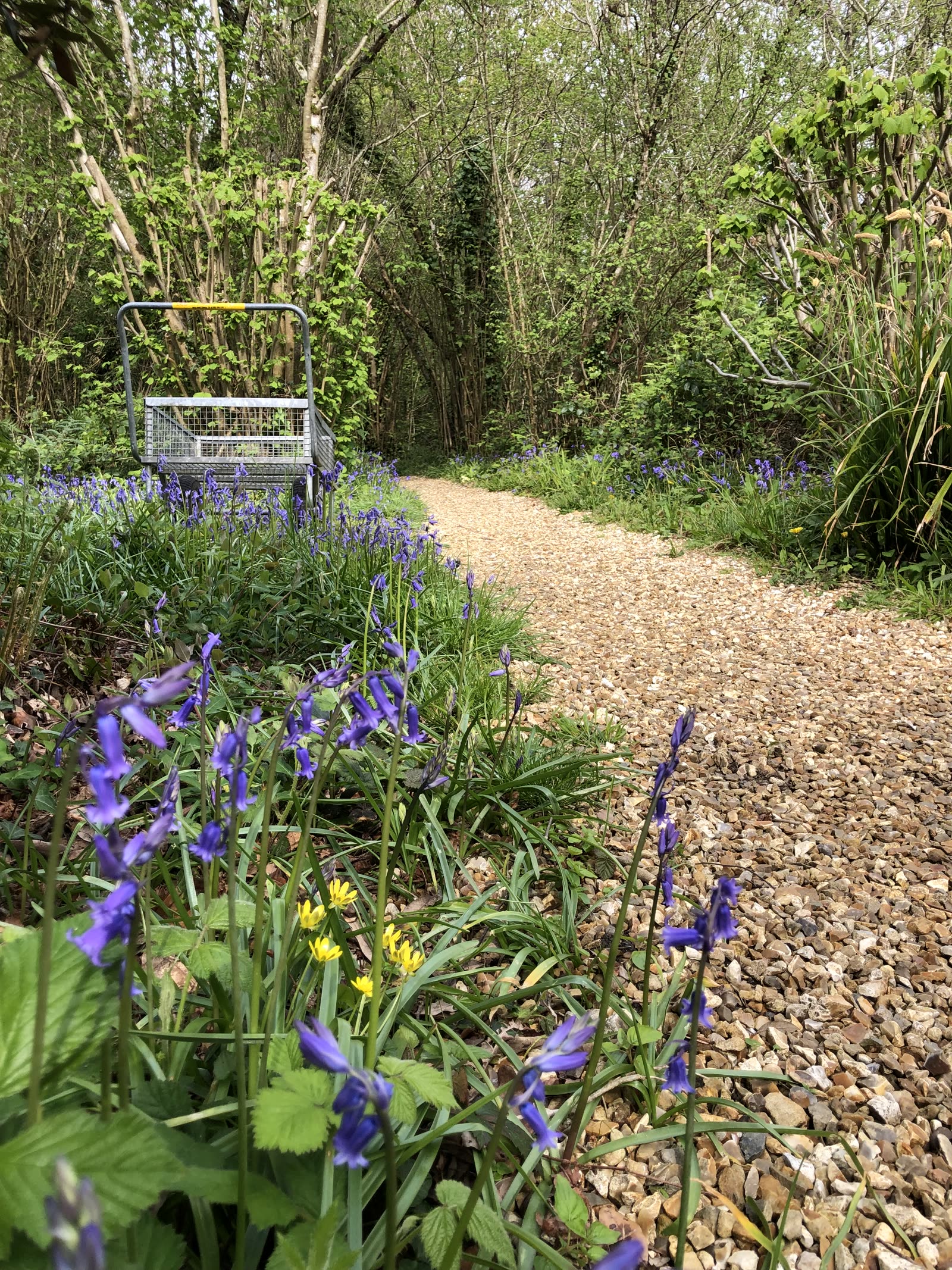 Into the Woods — photo 4
