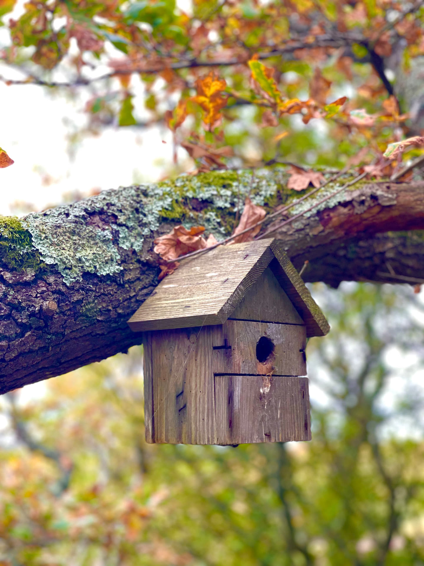 Autumn at Into the Woods — photo 8