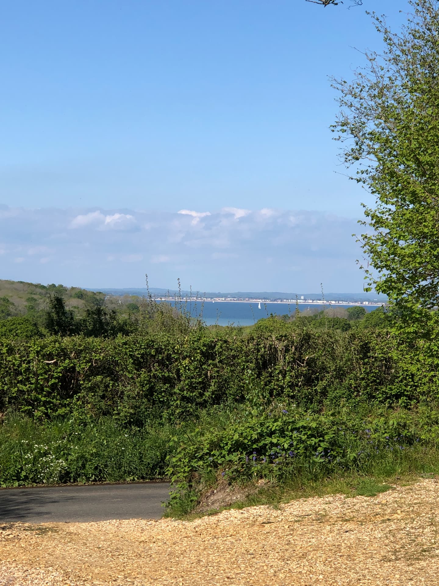 The sea and coastline seen across the treetops