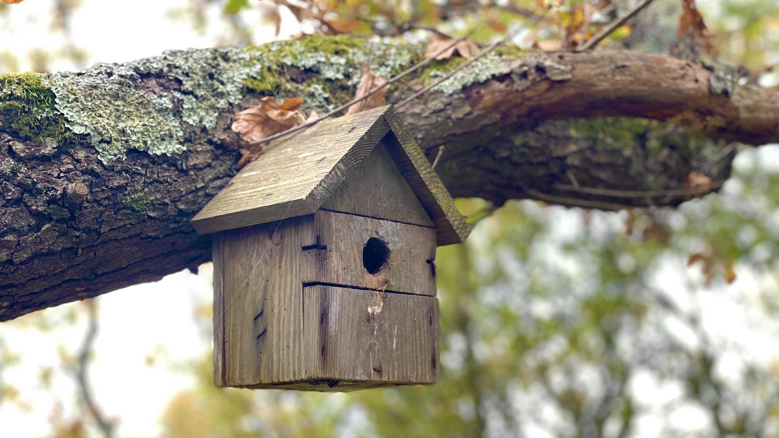 Nest squirrel box